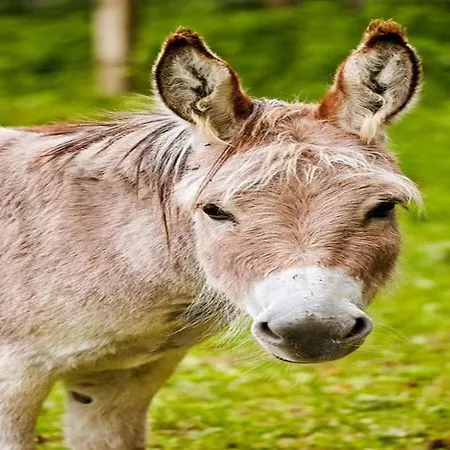 Sauerland Group Hideaway, Cleaning Included